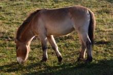 Christine at the Smithsonian Conservation Biology Institute Christine, the first Przewalski's horse born from artificial insemination.