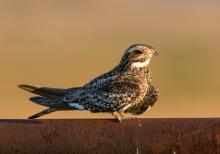 The Smithsonian Conservation Biology Institute and American Prairie Reserve are collaborating to protect and restore one of North America’s greatest treasures: the prairie. Together, they will work to better understand how changes to the grasslands affect the wildlife that call it home, from the mighty bison to the common nighthawk (pictured). Photo: Andy Boyce, Smithsonian's National Zoo and Conservation Biology Institute A small hawk, called a common nighthawk, perched on a wall
