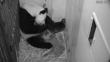 Giant panda Mei Xiang with her newborn cub. Mei Xiang gave birth to the cub at the Smithsonian’s National Zoo Aug. 21. Animal care staff witnessed the birth at 6:35 p.m. Giant Panda Mei Xiang rests with her tiny, newborn cub in her den at the Smithsonian's National Zoo's Giant Panda House