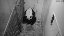Aug. 21, 2020: Mei Xiang gave birth to a healthy cub at 6:35 p.m. Giant panda Mei Xiang gives birth to a cub at about 6:35 p.m. Aug 21, 2020, on the live Panda Cam feed