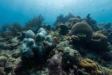 Coral reefs are living, dynamic ecosystems that provide invaluable services: they nurture more than a quarter of all marine line, provide storm barriers for coastlines and maintain livelihoods by adding more than $300 billion annually to the global economy. (Photo by Stephani Gordon) An underwater photo of a bustling coral full of various colorful species of coral and fish