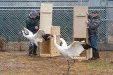 Ten whooping cranes arrive at the Smithsonian Conservation Biology Institute from the Patuxent Wildlife Research Center in Laurel, Maryland. The cranes were moved in individual crates, but each crane was kept next to its mate. When they arrived at SCBI, each pair was immediately introduced to their new yard. Scientists release two whooping cranes (large birds with long, thin legs, long necks and pointed bills) into their new habitat at the Smithsonian Conservation Biology Institute in Front Royal, Virginia