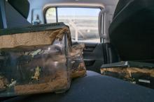 Limosa harlequin frogs are transported from the Amphibian Rescue and Conservation Project breeding center to the field for release. Limosa harlequin frogs in a transport crate in the back seat of a vehicle.