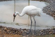 A whooping crane explores its new enclosure. Each enclosure has two ponds, three water troughs and a small shelter for the cranes. Whooping cranes usually choose to nest near water, and chicks swim to avoid predators before they fledge. A whooping crane (a large bird with long, thin legs, a long neck, and pointed bill) explores near a pond in its new habitat at the Smithsonian Conservation Biology Institute in Front Royal, Virginia