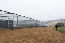 At the Smithsonian Conservation Biology Institute, each pair will live in outdoor enclosures 50 yards long by 16.5 yards wide. Each enclosure has two ponds, three water troughs and a small shelter for the cranes. Whooping cranes usually choose to nest near water, and chicks swim to avoid predators before they fledge. A researcher at the Smithsonian Conservation Biology Institute in Front Royal, Virginia, walks by the new whooping crane facility