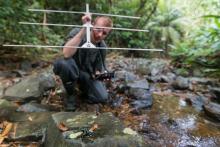 Smithsonian-Mason School of Conservation Ph.D. student Blake Klocke uses a radio transmitter to track 16 Limosa harlequin frogs released with radio transmitters. The work will help the team better understand dispersal, habitat use and survivorship in detail. Smithsonian-Mason School of Conservation Ph.D. student Blake Klocke uses a radio transmitter to track 16 Limosa harlequin frogs