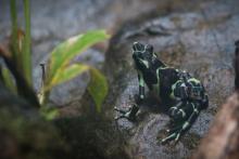 Limosa harlequin frogs are especially sensitive to the amphibian chytrid fungus, which has pushed frog species to the brink of extinction primarily in Central America, Australia and the western United States. This is the first-ever release trial for the species. A limosa harlequin frog on a rock