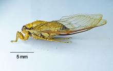 Cicadas like this one belong to the order of "true bugs" (Hemiptera) and are among those attracted to artificial light at night. Cicadas like this one belong to the order of "true bugs" (Hemiptera) and are among those attracted to artificial light at night.