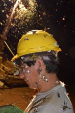 Smithsonian researcher covered in insects attracted to artificial light at night. Smithsonian researcher covered in insects attracted to artificial light at night.