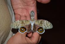 This beautiful lantern fly is known locally as the machaca (family Fulgoridae). These large "true bugs" with a peanut-shaped head are the source of legend in the Amazon and are often attracted to artificial lights. This beautiful lantern fly is known locally as the machaca (family Fulgoridae).