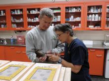 Animal keeper Warren Lynch and veterinary technician Lisa Ware conduct a final exam on the Guam rails prior to shipment. Animal keeper Warren Lynch and veterinary technician Lisa Ware conduct a final exam on the Guam rails prior to shipment.