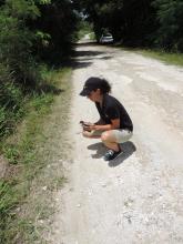 Erica Royer, animal keeper at the Smithsonian Conservation Biology Institute, releases a Guam rail to the wild on Rota. (Photo: Smithsonian Conservation Biology Institute) Guam rail release on Rota.