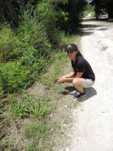 Erica Royer, animal keeper at the Smithsonian Conservation Biology Institute, releases a Guam rail to the wild on Rota. (Photo: Smithsonian Conservation Biology Institute) Guam rail release on Rota.