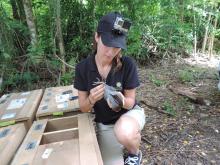 Erica Royer, animal keeper at the Smithsonian Conservation Biology Institute, handles a Guam rail before releasing it to the wild on Rota. (Photo: Smithsonian Conservation Biology Institute) Guam rail release on Rota.