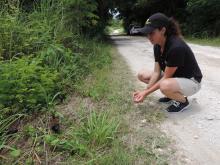 Erica Royer, animal keeper at the Smithsonian Conservation Biology Institute, handles a Guam rail before releasing it to the wild on Rota. (Photo: Smithsonian Conservation Biology Institute) Guam rail release on Rota.