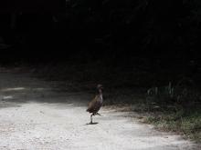One of the 49 Guam rails released to the wild on Rota by the Guam Department of Aquatic and Wildlife Resources and the Smithsonian Conservation Biology Institute. (Photo: Smithsonian Conservation Biology Institute). Guam rail released to the wild.