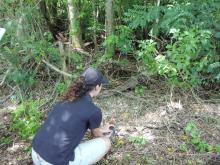 Erica Royer, animal keeper at the Smithsonian Conservation Biology Institute, releases a Guam rail to the wild on Rota. (Photo: Smithsonian Conservation Biology Institute) Releasing a Guam rail to the wild.