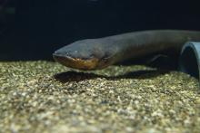 An electric eel in the new Electric Fishes Demonstration Lab in the Amazonia Exhibit at the Smithsonian’s National Zoo. Photo: Roshan Patel/Smithsonian's National Zoo An electric eel in the new Electric Fishes Demonstration Lab in the Amazonia Exhibit at the Smithsonian’s National Zoo.
