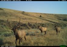 Smithsonian Conservation Biology Institute scientists are using camera trap photos, like this one of a gang of elk, to help to understand the biodiversity of the prairie landscape. A camera trap photo of three elk with large antlers moving through grasslands in Montana