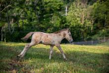 Emma's colt at the Smithsonian Conservation Biology Institute. A Przewalski's Horse colt.