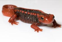Asian newts are popular as pets and common in the trade. They are also potential carriers of the deadly salamander fungal disease, Batrachochytrium salamandrivorans (Bsal). An emperor newt