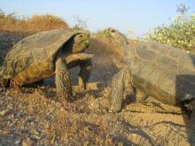Two male desert tortoises fight on habitat near the United States Army’s Fort Irwin Army National Training Center. According to the study’s authors, translocated males may not be breeding because resident males are competitively excluding the new males. Photo by Joel Strong. Two male desert tortoises approaching each other to fight