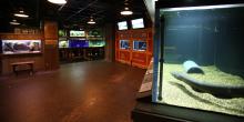 Photo: Devin Murphy/Smithsonian’s National Zoo The electric fishes exhibit with an electric eel in a habitat