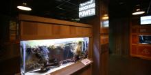 Photo: Devin Murphy/Smithsonian’s National Zoo The electric fishes exhibit with an electric eel in a habitat