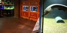 Photo: Devin Murphy/Smithsonian’s National Zoo The electric fishes exhibit with an electric eel in a habitat