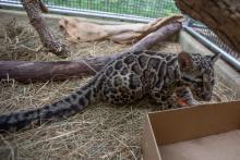 Paitoon (male) playing with a box. Clouded leopard cub Paitoon playing with a box.