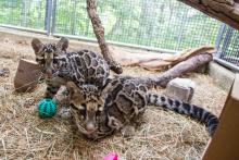 Clouded leopard cubs Jilian and Paitoon at the Smithsonian's National Zoo. Clouded leopard cubs Jilian and Paitoon sitting side-by-side.