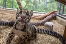 A clouded leopard cub at the Smithsonian's National Zoo. A clouded leopard cub with a pink nose and spots that look like clouds.