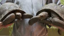 Two new juvenile Aldabra tortoises held by animal keeper, Matt Neff. The 5-year-old tortoises weigh about 11 pounds, but will grow to be several hundred pounds and live for decades. A keeper holds two 11-pound Aldabra tortoises.