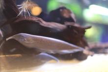 Photo: Devin Murphy/Smithsonian’s National Zoo Elephant nose knifefish