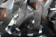 Photo: Devin Murphy/Smithsonian’s National Zoo Black ghost knifefish