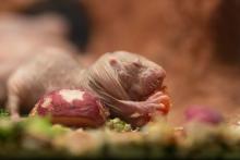 A naked mole-rat in the new naked-mole rat dream home at the Smithsonian's National Zoo. A nearly hairless rodent, called a naked mole-rat, eating a piece of tomato