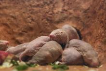 Naked mole-rats in their new home. Naked mole-rats