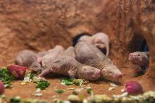 Naked mole-rats in their new home. Naked mole-rats