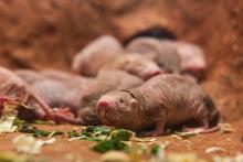 Naked mole-rats in their new home. Naked mole-rats in their new home.