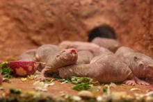Naked mole-rats in their new home. Naked mole-rats in their new home.