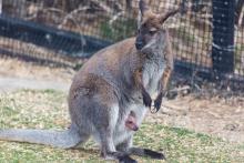 An approximately 5-month-old wallaby joey sticks its head out of its mom's pouch.