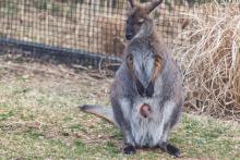 An approximately 5-month-old wallaby joey sticks its head out of its mom's pouch.