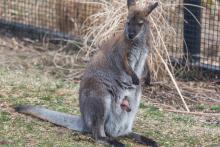 An approximately 5-month-old wallaby joey sticks its head out of its mom's pouch.