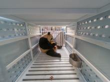 a giant panda sits eating an ice pop in a metal crate with air holes
