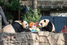 Giant panda Mei Xiang and Xiao Qi Ji received a specially tailored fruitsicle cake in honor of the “pandaversary.” Two pandas sit on a rocky ledge eating a festive ice cake with the number 50 on it.