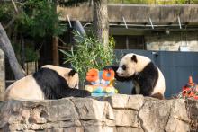 Giant panda Mei Xiang and Xiao Qi Ji received a specially tailored fruitsicle cake in honor of the “pandaversary.” Two giant pandas sit on a rocky ledge eating a specially made ice cake with bamboo and the number 50 on it.