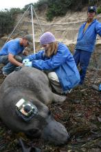 Autumn-Lynn Harrison, SCBI ecologist, fitting an elephant seal with a GPS tracking device. 