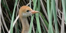 Chris Crowe/Smithsonian Conservation Biology Institute Hooded crane chick in the grass with mom