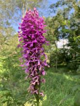 An endangered purple fringeless orchid discovered by citizen scientists while conducting an orchid survey for the Changing Landscapes Initiative and Virginia Working Landscapes, both programs of the Smithsonian Conservation Biology Institute. An endangered purple fringeless orchid.