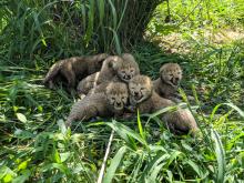Cheetah cubs in their yard at the Smithsonian Conservation Biology Institute. Cheetah cubs at the Smithsonian Conservation Biology Institute